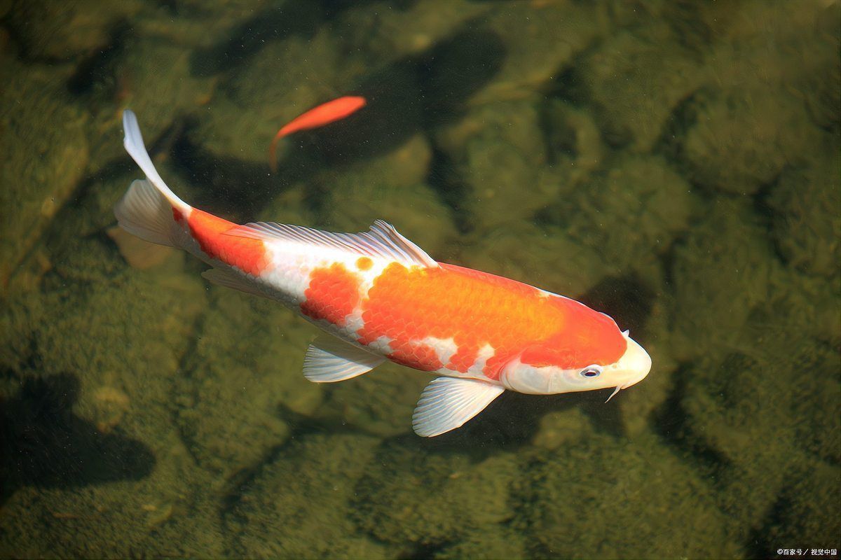 新魚趴缸恢復最快的方法