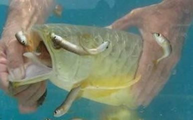 金龍魚幼魚好養嗎（金龍魚幼魚養殖常見問題金龍魚幼魚養殖常見問題）