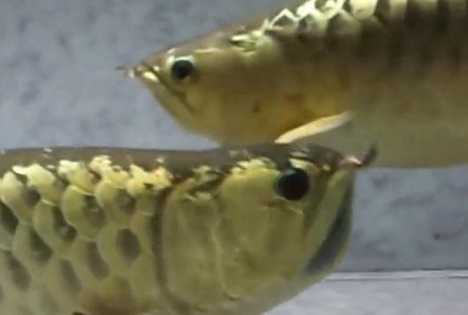 金龍魚幼魚好養嗎（金龍魚幼魚養殖常見問題金龍魚幼魚養殖常見問題）