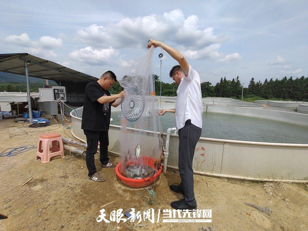 鱸魚養(yǎng)殖在哪里