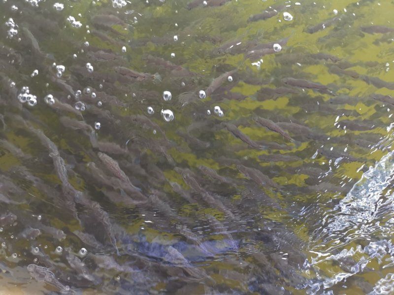 鱸魚養(yǎng)殖在哪里