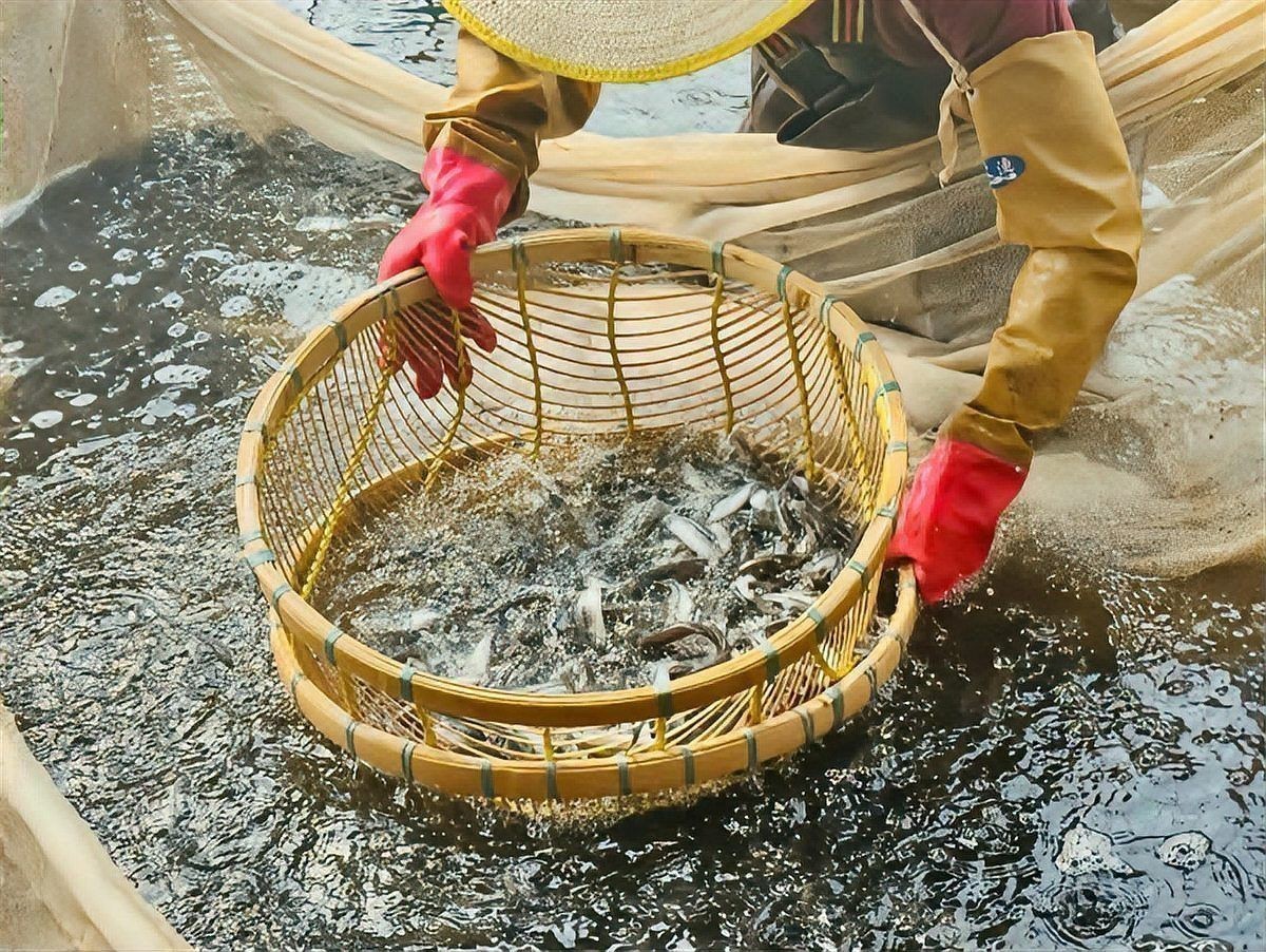 鱸魚養(yǎng)殖在哪里