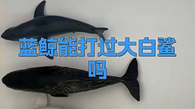 藍鯨vs大白鯊