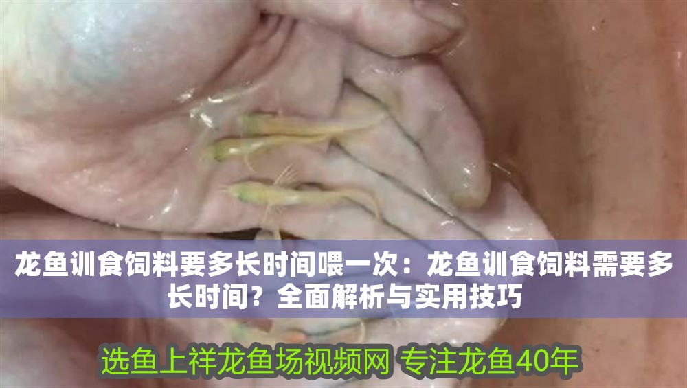 龍魚訓食飼料要多長時間喂一次：龍魚訓食飼料需要多長時間？全面解析與實用技巧