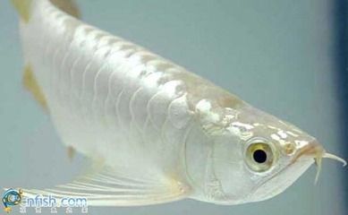 中國(guó)最貴紅龍魚(yú)7000萬(wàn)龍魚(yú)有哪幾種品種：世界最貴的十大觀賞魚(yú)