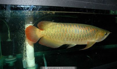 中國(guó)最貴紅龍魚(yú)7000萬(wàn)龍魚(yú)有哪幾種品種：世界最貴的十大觀賞魚(yú)
