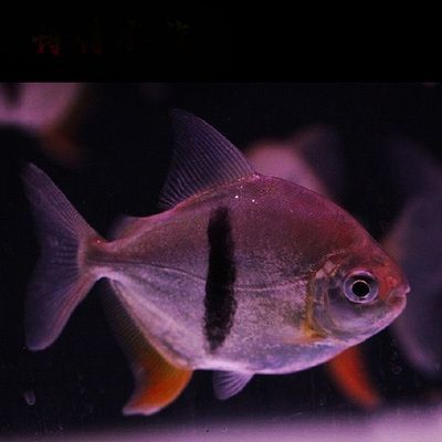 金龍魚和粗線混養好嗎圖片對比