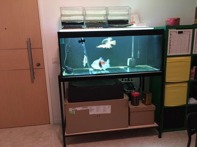 金龍魚和粗線混養好嗎圖片對比