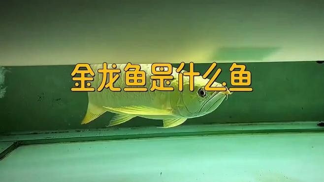 介紹金龍魚