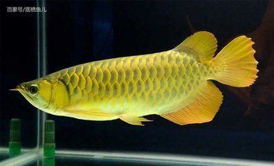 龍魚高背和過背哪個好，高背龍魚和過背龍魚的區別