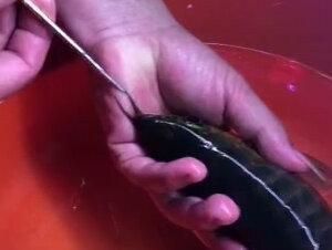 龍魚高背和過背哪個好，高背龍魚和過背龍魚的區別