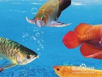 龍魚掉眼治療方法，龍魚掉眼怎么辦