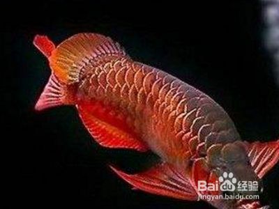 龍魚掉眼治療方法，龍魚掉眼怎么辦
