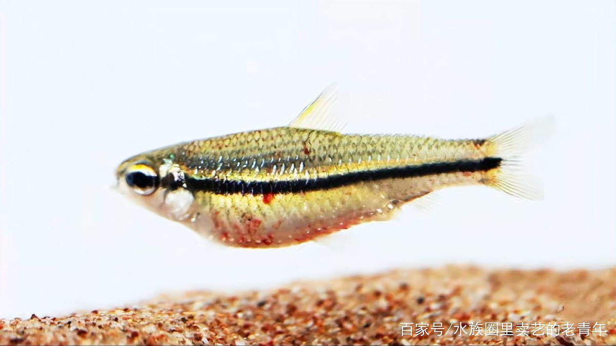 如何判斷龍魚充血是否傳染？