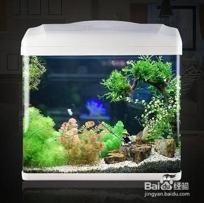 魚缸增氧泵的作用與功能（如何正確選擇魚缸增氧泵）