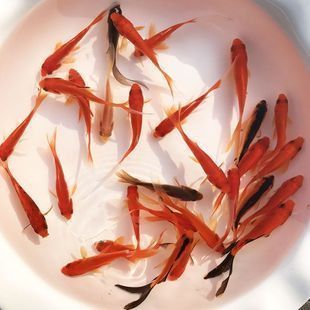 夏季龍鳳鯉飼料選擇指南：夏季龍鳳鯉飼料品牌推薦，龍鳳鯉飼料保存方法