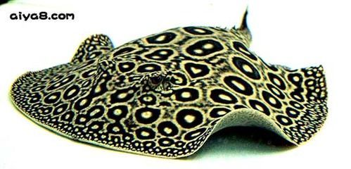 龍魚眼睛有血絲：龍魚眼睛出現血絲怎么辦