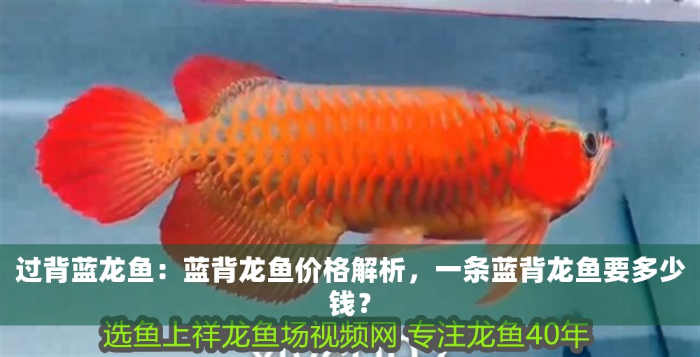 過背藍龍魚：藍背龍魚價格解析，一條藍背龍魚要多少錢？