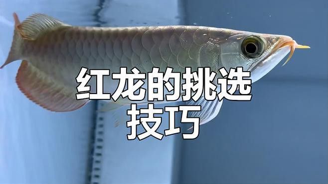 購買紅龍魚視頻