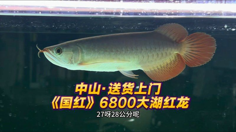 購買紅龍魚視頻