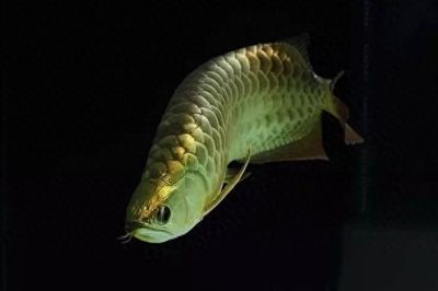 龍魚背部掉一片鱗【龍魚背部掉一片鱗可能是由于撈魚過程中的器械傷害】