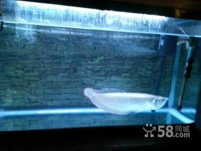 銀龍魚長到50公分需要多久（銀龍魚的生長速度因環境、飼養條件等因素而異）