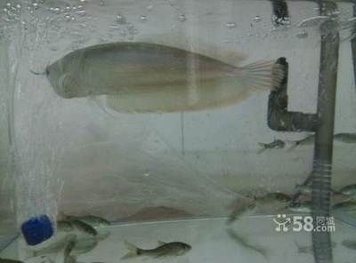 銀龍魚長到50公分需要多久（銀龍魚的生長速度因環境、飼養條件等因素而異）