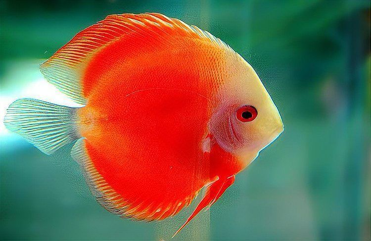 龍魚尾鰭充血會自愈嗎? 龍魚百科 第6張 龍魚尾鰭充血會自愈嗎? 龍魚尾鰭充血會自愈嗎? 龍魚百科 第6張