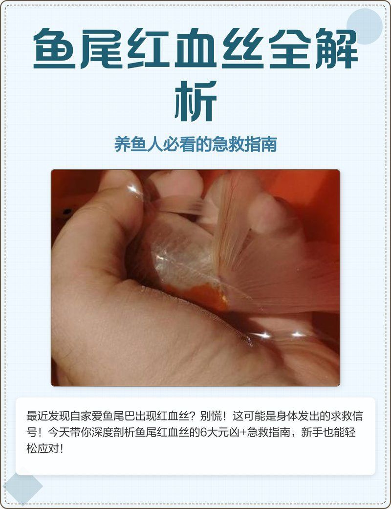 龍魚尾鰭充血會自愈嗎? 龍魚百科 第5張 龍魚尾鰭充血會自愈嗎? 龍魚尾鰭充血會自愈嗎? 龍魚百科 第5張