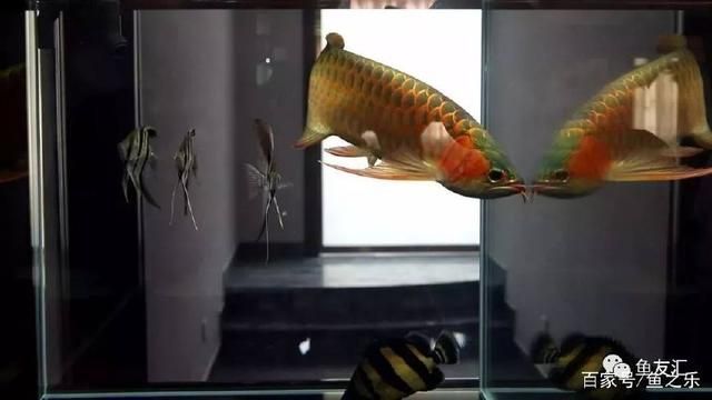 龍魚改口吃飼料要多久：龍魚改口吃飼料的具體時間