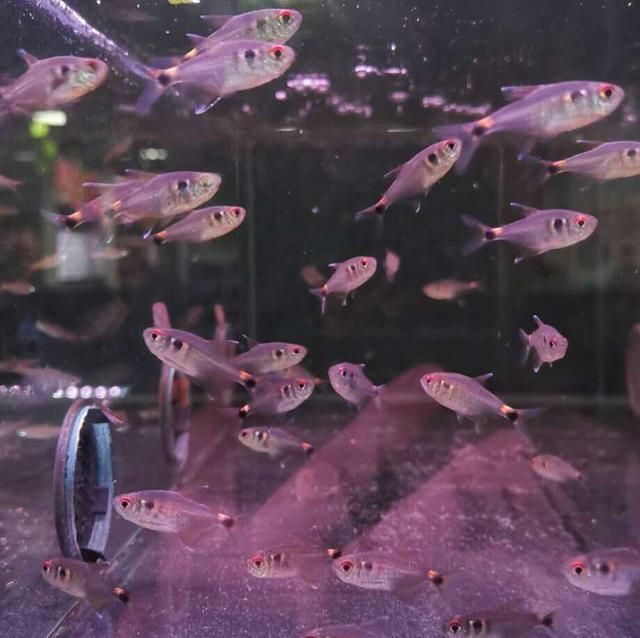 紅箭魚可以和曼龍魚混養嗎：紅箭魚和曼龍魚能否混養