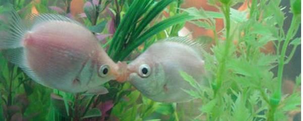 紅箭魚可以和曼龍魚混養嗎：紅箭魚和曼龍魚能否混養