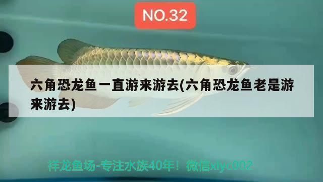 六角恐龍魚在水里游來游去還咬水，六角恐龍魚為什么會咬水