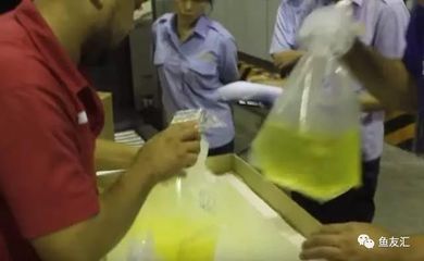 關于龍魚海關進口問題的報告（關于龍魚進口的問題）