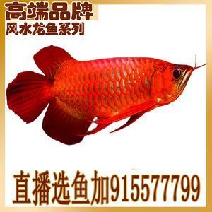 龍魚麻醉劑：關于龍魚麻醉劑的詳細介紹