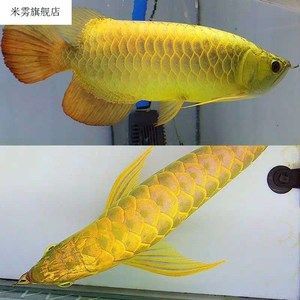 觀賞性金龍魚怎么養（觀賞性金龍魚需要綜合考慮魚缸尺寸、水質管理、水質管理）