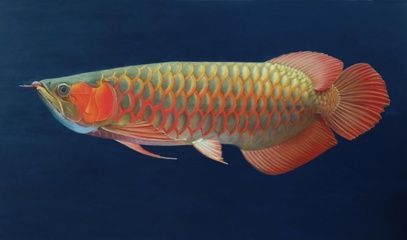 陳鐘畫龍魚：著名畫家陳鐘畫龍魚畫家陳鐘畫龍魚的影響畫龍魚的含義