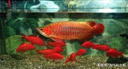 龍魚要求多少溫度養(yǎng)（銀龍魚和黑龍魚的水溫應控制在28-30攝氏度之間）