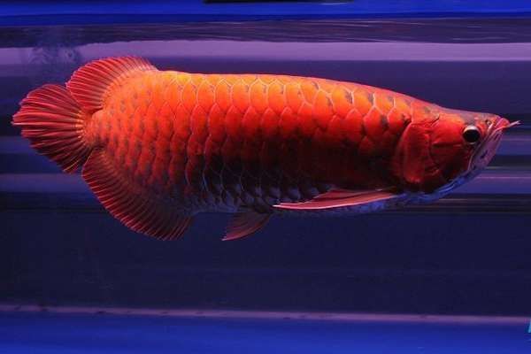 龍魚壽命一般有多長