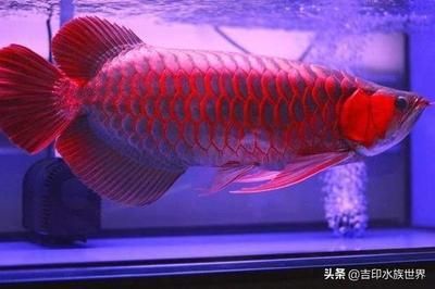 紅龍魚王與普通紅龍魚的發色差異：如何鑒別紅龍魚王的真偽