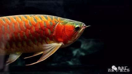 龍魚咀嚼 吞咽困難怎么辦：龍魚咀嚼吞咽困難怎么辦