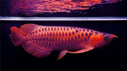 龍魚忽然撞缸什么原因造成的：如何預防龍魚撞缸