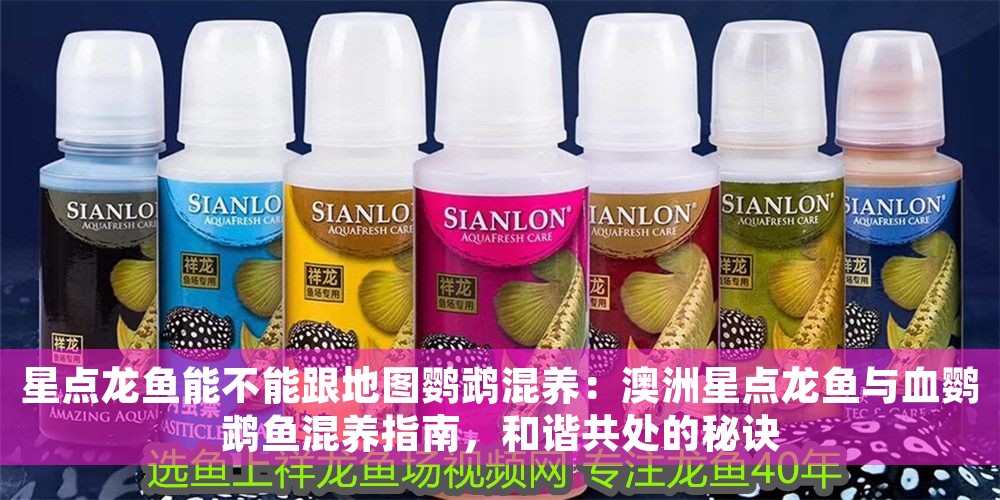 星點龍魚能不能跟地圖鸚鵡混養：澳洲星點龍魚與血鸚鵡魚混養指南，和諧共處的秘訣