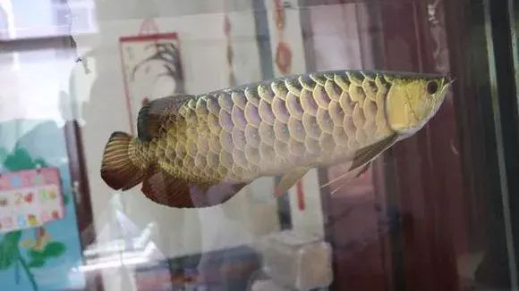 龍魚換缸一定要注意這些：龍魚換水的注意事項