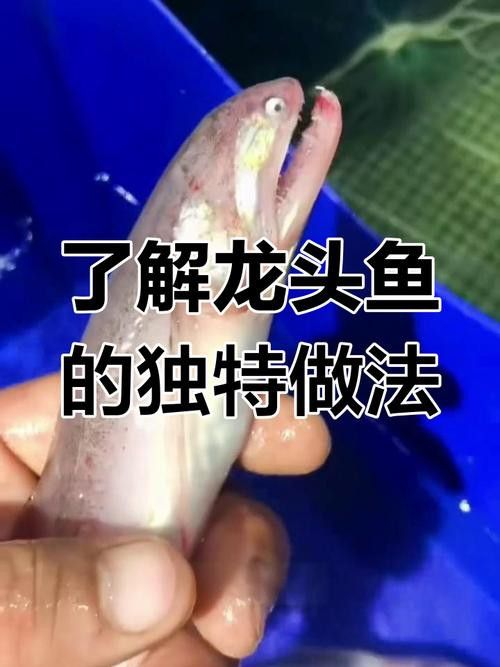 來龍魚是什么海鮮圖片大全