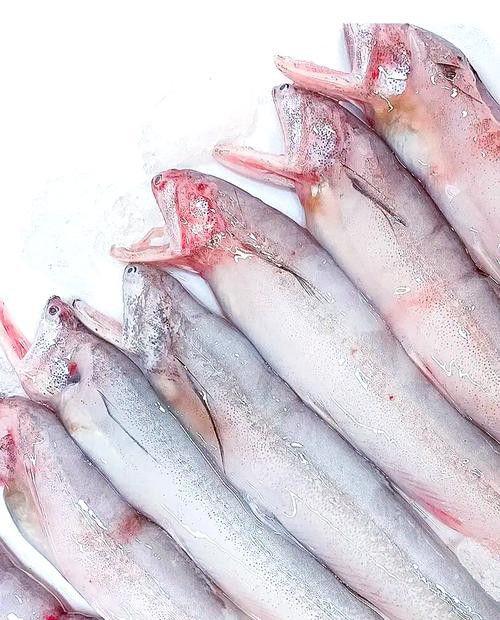 來龍魚是什么海鮮圖片大全
