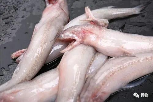 來龍魚是什么海鮮圖片大全