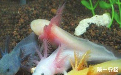 龍魚公母哪個好看：龍魚公母價格對比