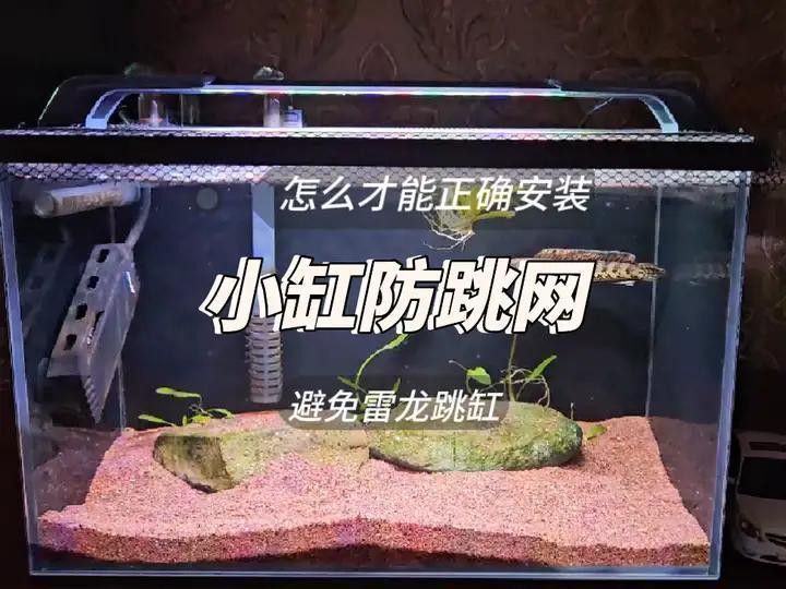推薦幾款適合雷龍魚的魚缸