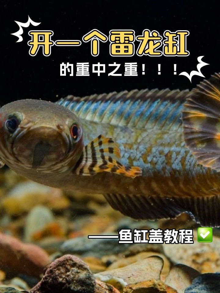 推薦幾款適合雷龍魚的魚缸